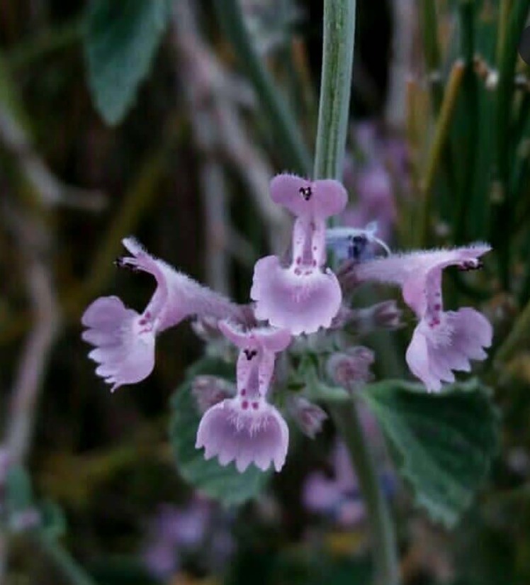 بذر پونه سای ایرانی